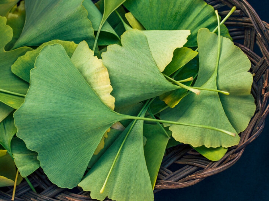 ginkgo biloba nutryhelp peru